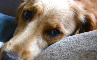 Farewell to the Mighty Quinn